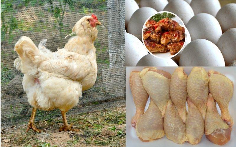   برڈ فلو کی آہٹ کےدرمیان چکن کی قیمت میں زبردست اضافہ 